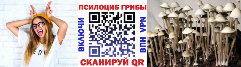 Псилоцибиновые грибы Cubensis Старая Русса