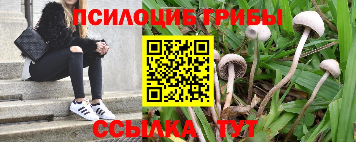 Псилоцибиновые грибы прущие грибы Старая Русса